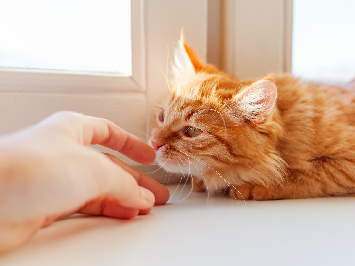 Katzen schnüffelt an der Hand seines Menschen