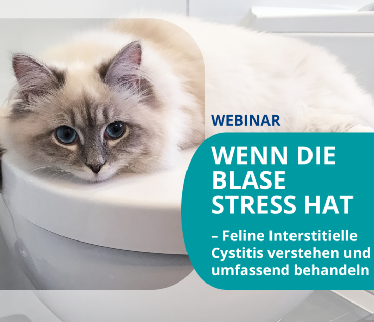 02.12.2024 Webinar für Tierärzte: <br>Wenn die Blase Stress hat