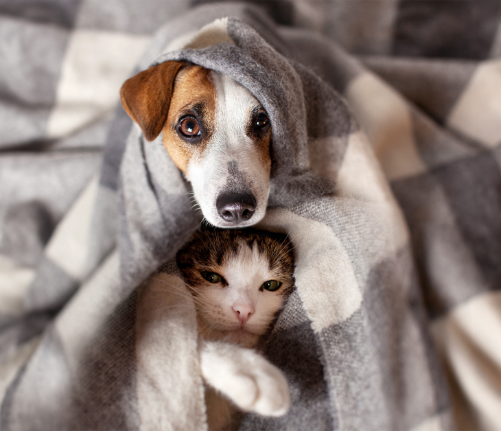 Das Immunsystem von Hund und Katze: Verstehen und mit ausgewählten Vitalstoffen stärken!