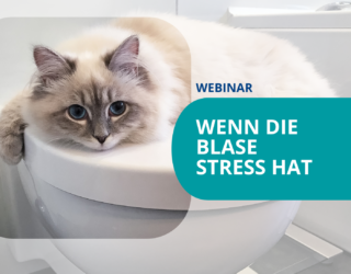 Webinare für TFAs:<br>Wenn die Blase Stress hat