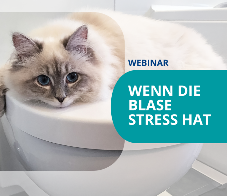 Webinare für TFAs:<br>Wenn die Blase Stress hat